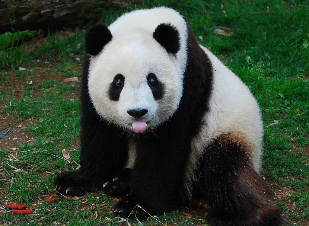 Фигурка - Гигантская панда самец, размер 10 х 4 х 5 см.  